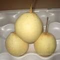 Suppy High Quality Fresh Ya Pear